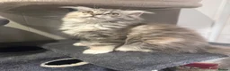 Scottish Fold cats for sale: Last Girl- Beautiful Scottish Fold X Ragdoll  - Advert 3