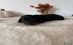 Dachshund dogs for sale: Beautiful Standard Dachshund Puppies  - Image 15
