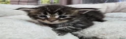 Maine Coon cats for sale: Stunning TICA Maine Coon kittens - Advert 11