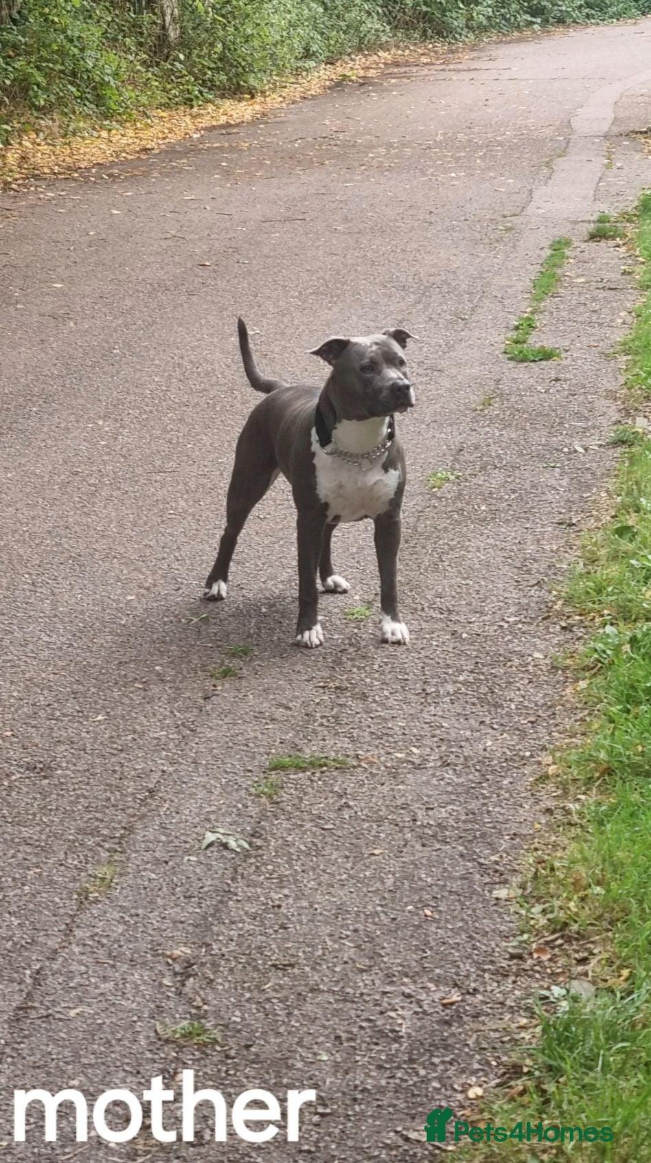 Staffordshire Bull Terrier dogs American Staffordshire terrier - Advert 2