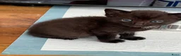 Mixed Breed cats for sale: Kitten looking for a house - Advert 7