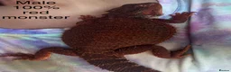 Bearded Dragon reptiles for sale: 100% red monster bearded dragon babies🐉 - Advert 34