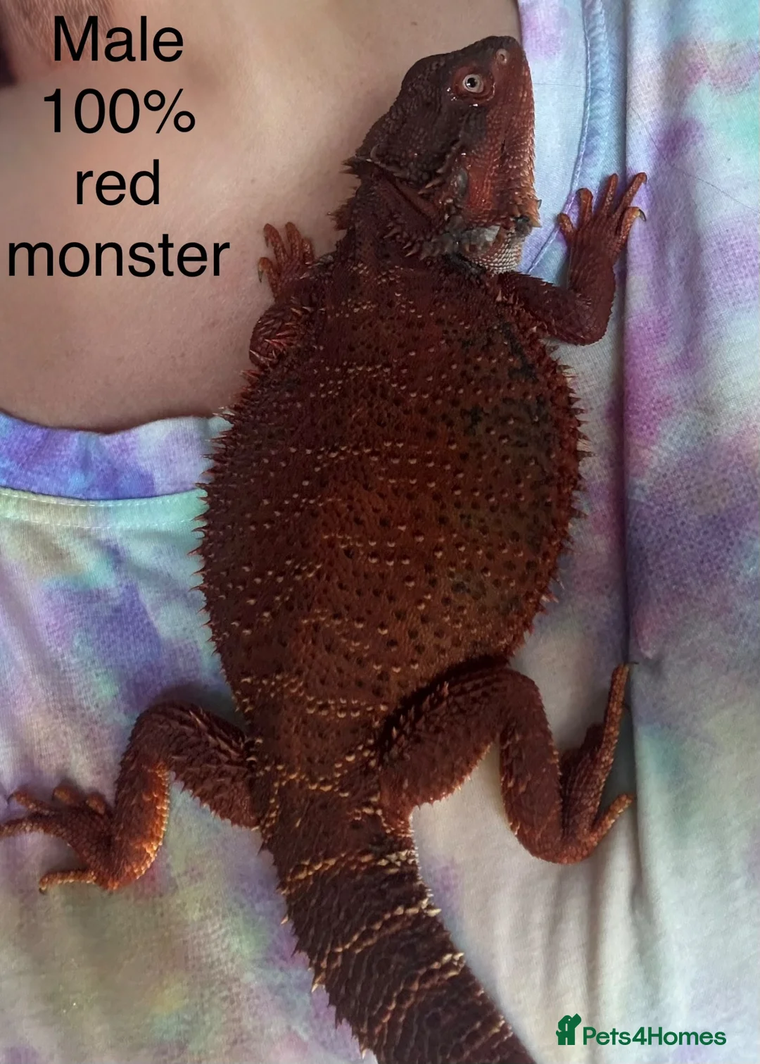 Bearded Dragon reptiles for sale: 100% red monster bearded dragon babies🐉 - Advert 10
