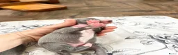Italian Greyhound dogs for sale: Outstanding KC reg Italian greyhound puppies  - Advert 12