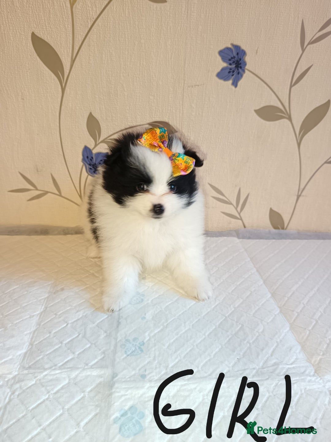 Pomeranian dogs for sale: Barnsley  - Advert 21