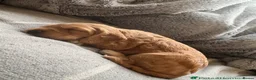 Cockapoo dogs for sale: Extensively Health Tested Parents! Beautiful! - Advert 11