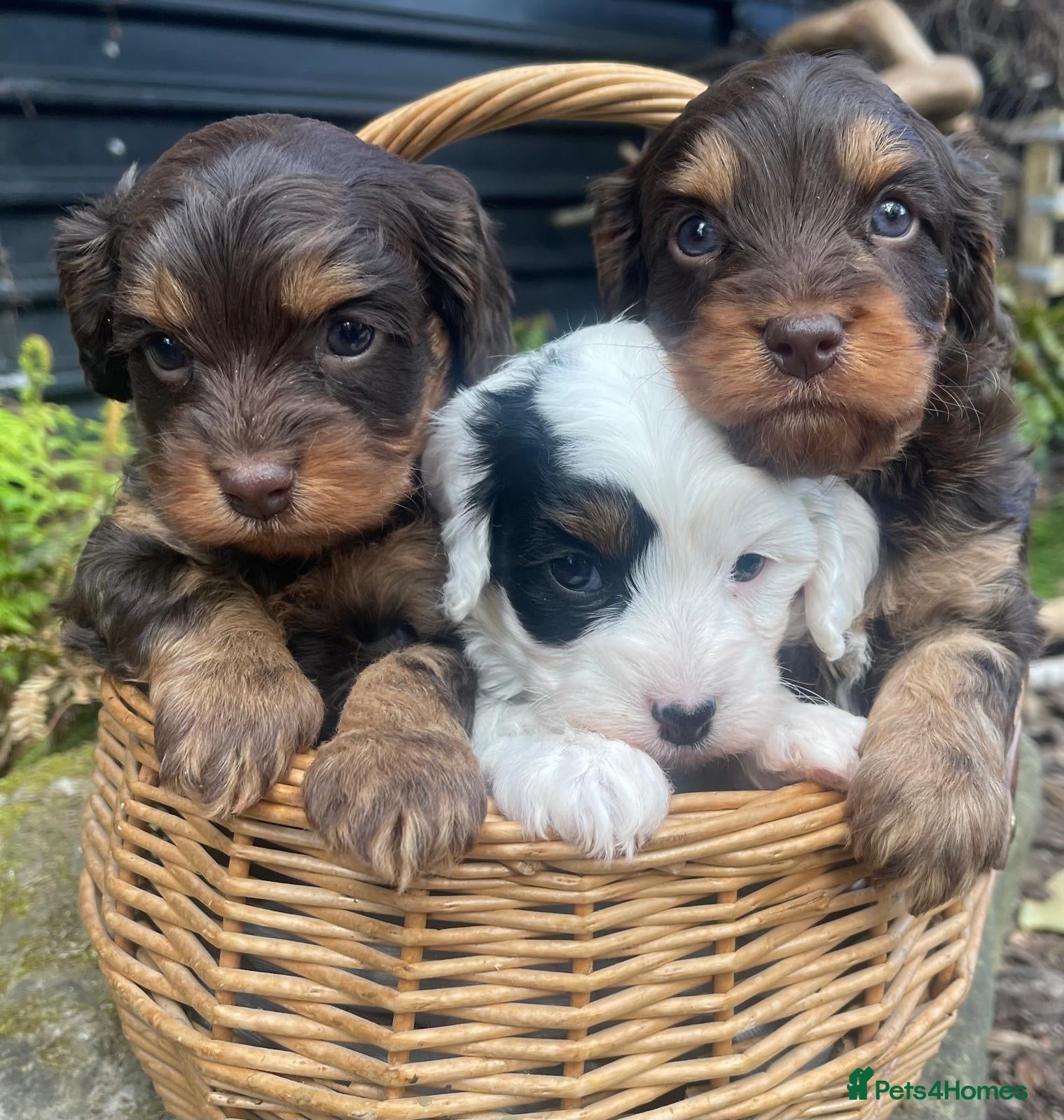 Cavapoo dogs Cavapoo’s - Advert 1