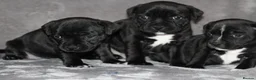 Staffordshire Bull Terrier dogs for sale: Extensively Health Tested KC S.B.T - Advert 35