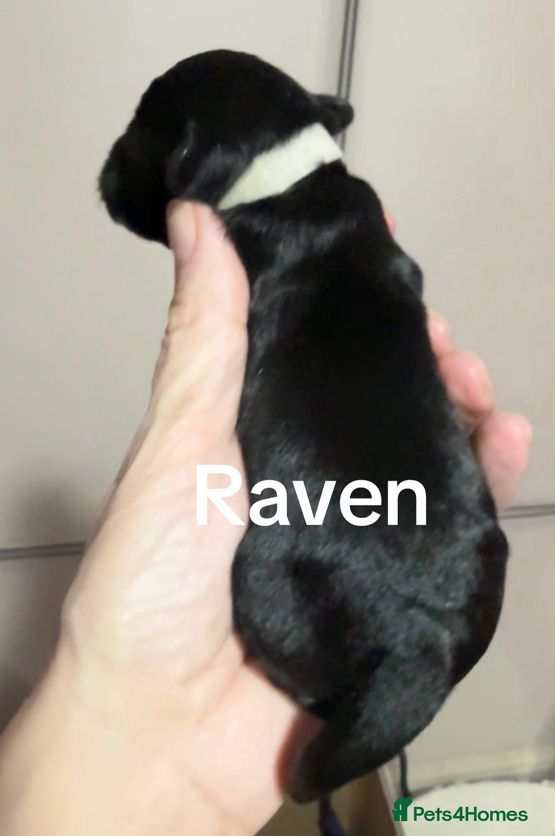 Mixed Breed dogs for sale: F1 Schnoodle Puppies all girl Litter ready March  - Advert 13