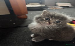 British Shorthair cats for sale: Beautiful grey kitten male  - Image 6