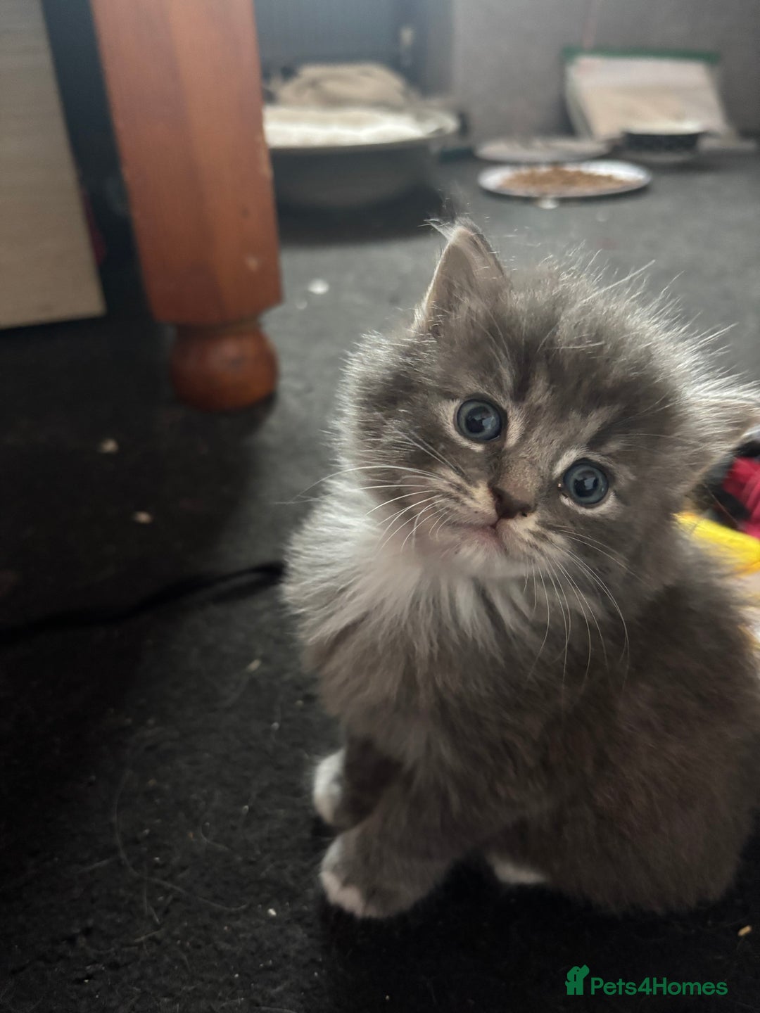 British Shorthair cats for sale: Beautiful grey kitten male  - Image 6