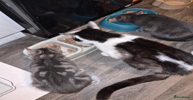 Mixed Breed cats - Advert 15