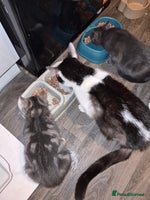 Mixed Breed cats - Advert 7