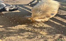 Pig livestock for sale: Gorgeous Kune Kune Piglets for sale - Image 11