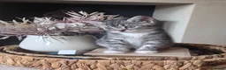 British Shorthair cats for sale: Silver Spotted British Shorthair Kittens - Advert 30