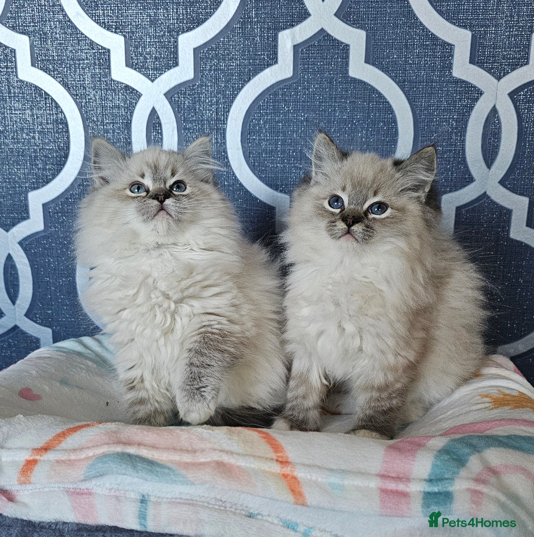 Ragdoll cats for sale: 5⭐️ Council licenced GCCF registered kittens  - Advert 6