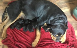 Rottweiler dogs for sale: ROTTWIELER PUPPIES - Image 10
