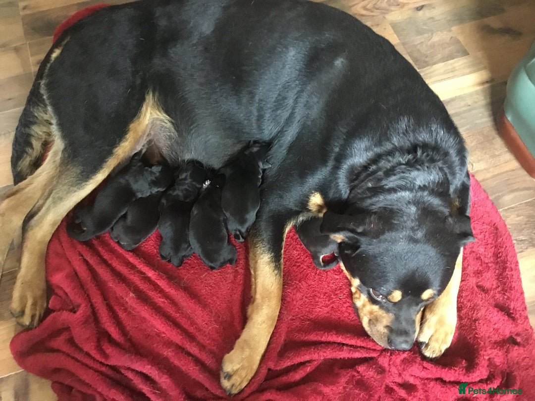 Rottweiler dogs for sale: ROTTWIELER PUPPIES - Image 10