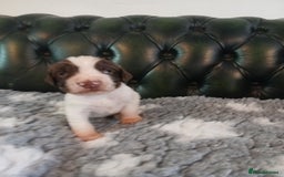 English Springer Spaniel dogs for sale: Kc Reg English Springer spaniel boys in Dorchester - Image 24