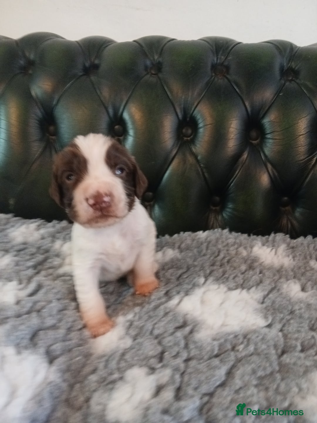 English Springer Spaniel dogs for sale: Kc Reg English Springer spaniel boys in Dorchester - Image 24