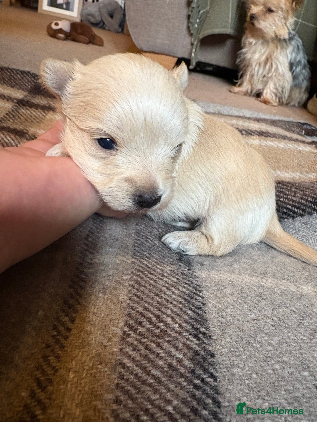 Yorkshire Terrier dogs for sale: Miniature Yorkshire terrier puppies for sale - Advert 7