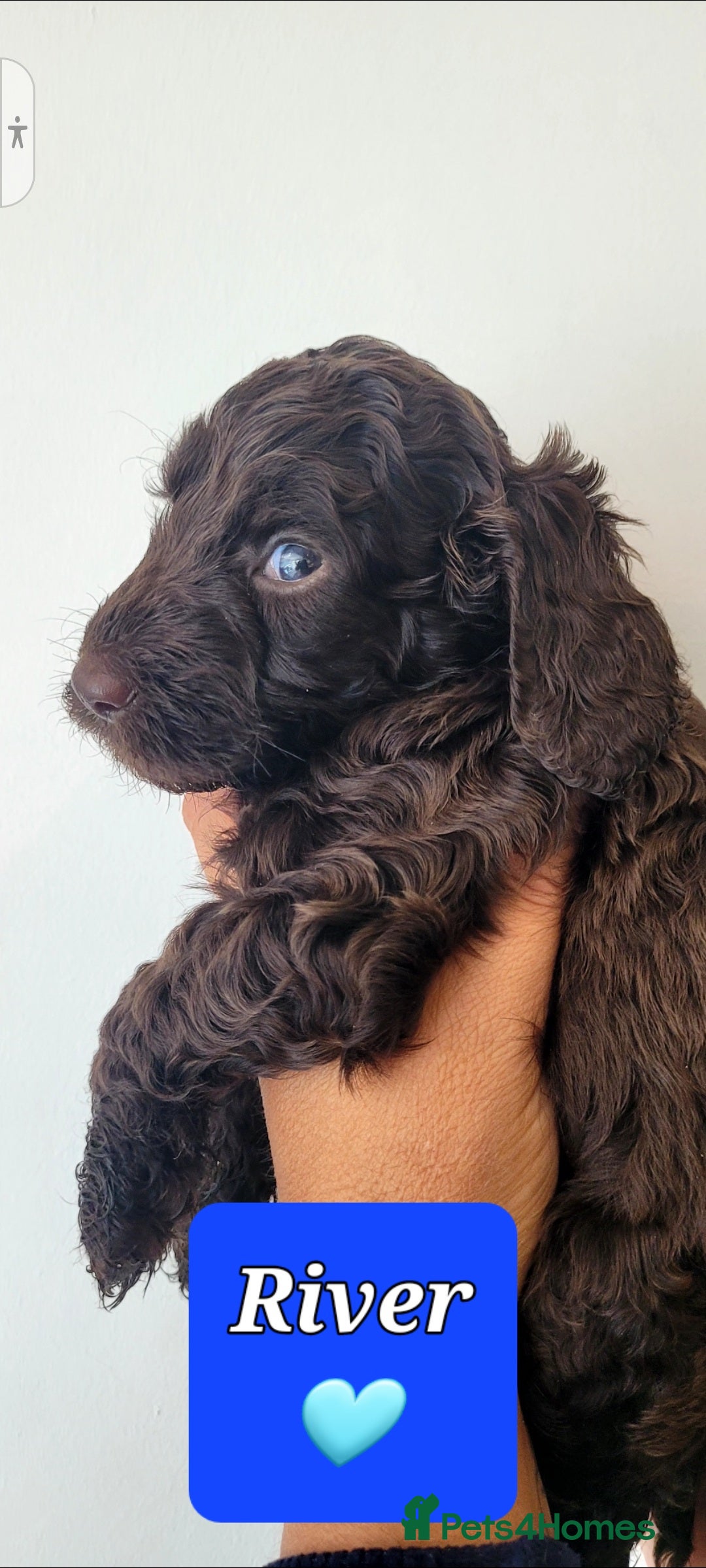 Sproodle dogs for sale: Gorgeous Chocolate Sproodle Puppies - Image 2