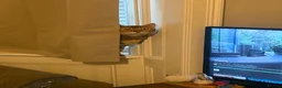 Bengal cats for sale: Male Bengal needs quiet home! - Advert 3