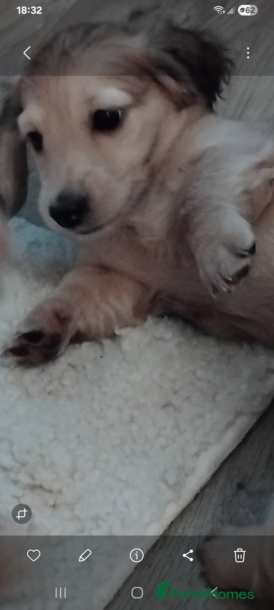 Miniature Dachshund dogs Miniature long haired dachshund puppies for sale   - Advert 5