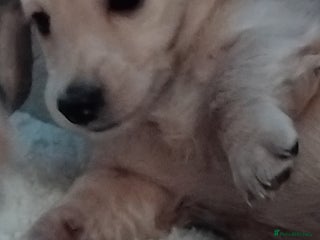 Miniature Dachshund dogs Miniature long haired dachshund puppies for sale - Advert 9