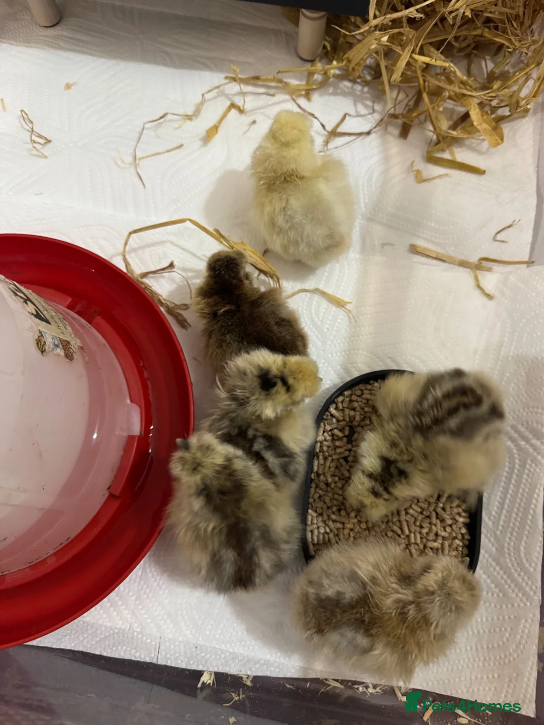 Hens poultry for sale: Silkie chicks hatched 10/6 in Bradford - Advert 1