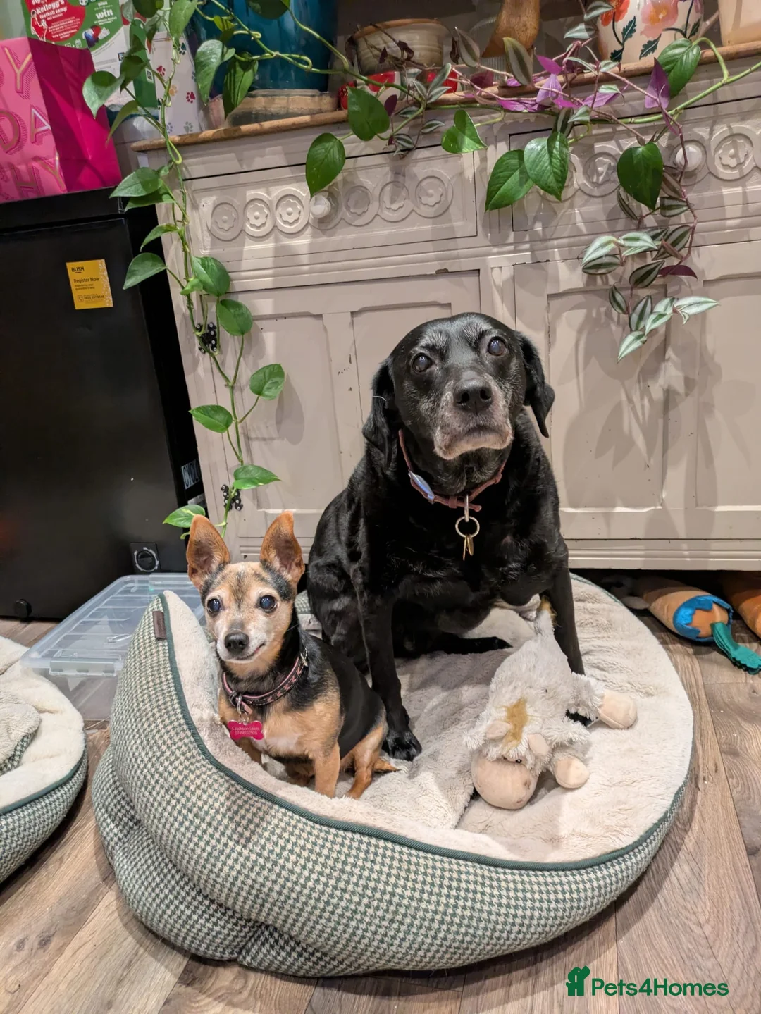 Mixed Breed dogs for sale:  Two Loving Senior Dogs Looking for Home Together - Advert 1