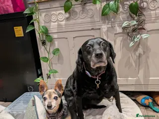 Mixed Breed dogs Two Loving Senior Dogs Looking for Home Together - Advert 1