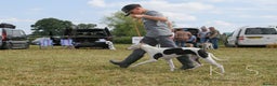 Whippet dogs for sale: Female White & Black Whippet - Advert 9