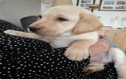 Labrador Retriever dogs for sale: Labrador retriever  - Image 4