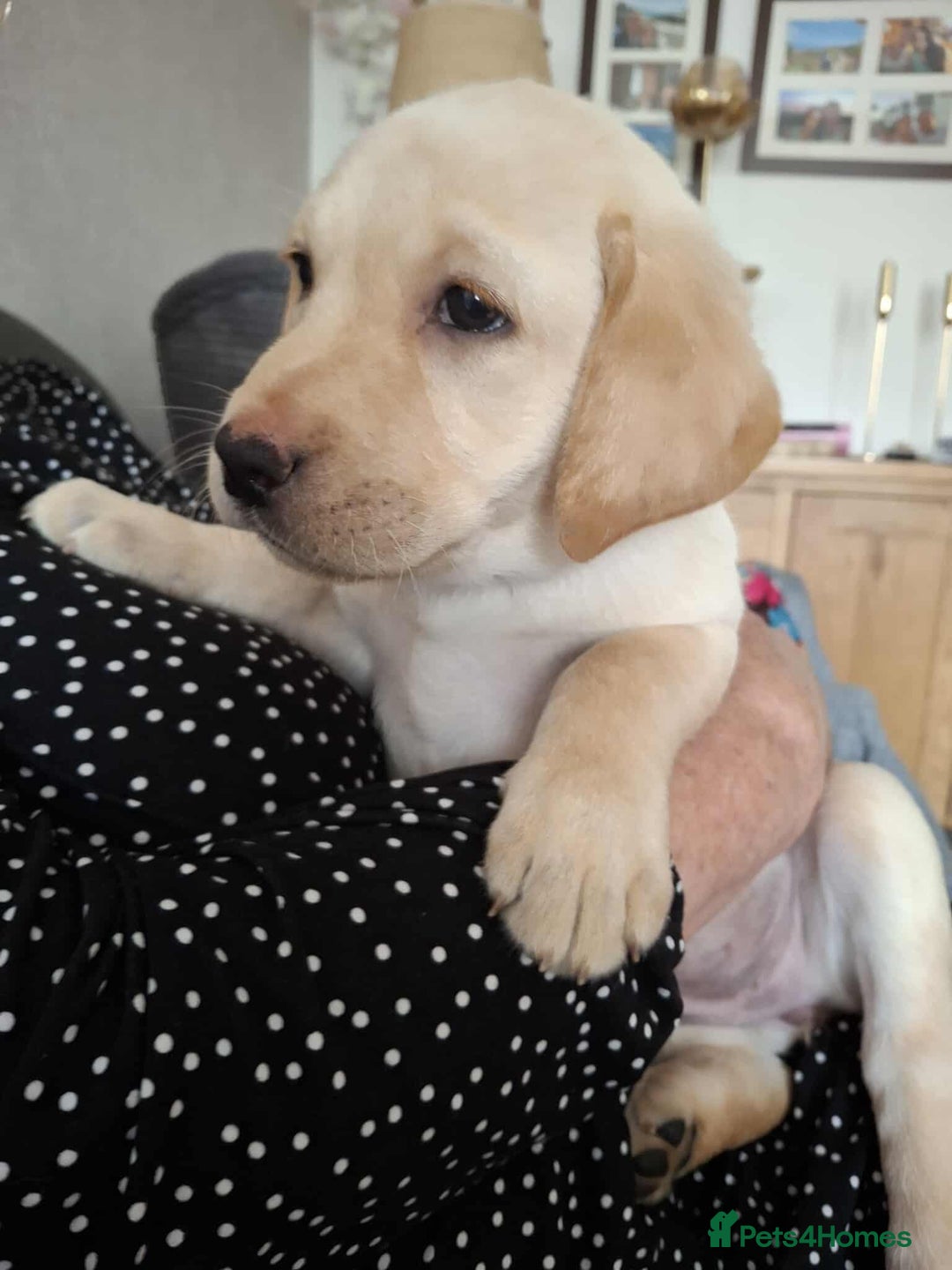Labrador Retriever dogs for sale: Labrador retriever  - Image 4