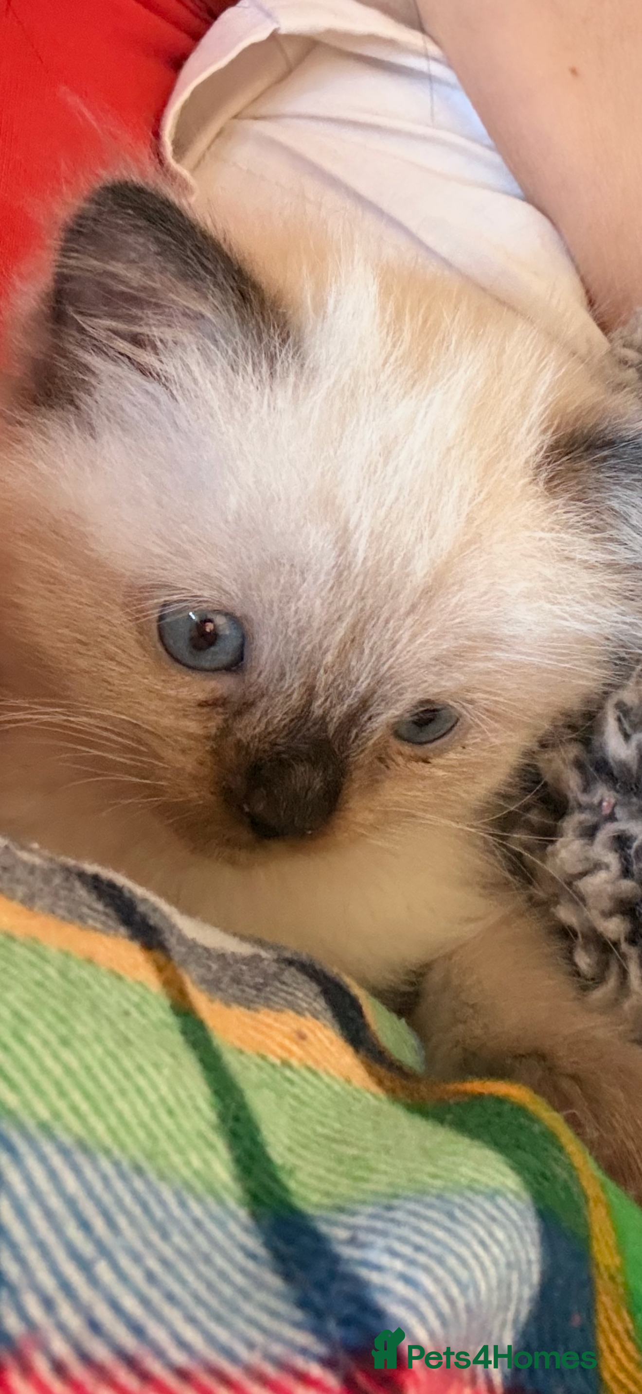 Ragdoll cats Beautiful Seal Point female Ragdoll kitten - Advert 2