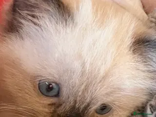 Ragdoll cats Beautiful Seal Point female Ragdoll kitten - Advert 2