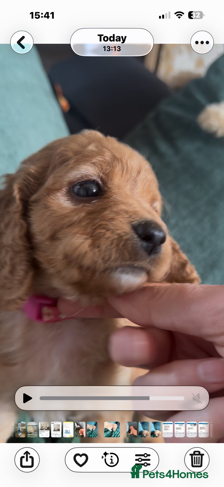 Cavapoochon dogs Cavapoochon Cockerpoo Stunning Teddy Bear Puppies  - Advert 1