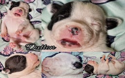 Staffordshire Bull Terrier dogs for sale: Are You Ready To Meet Your New Bestfriend? 🐾 - Image 8