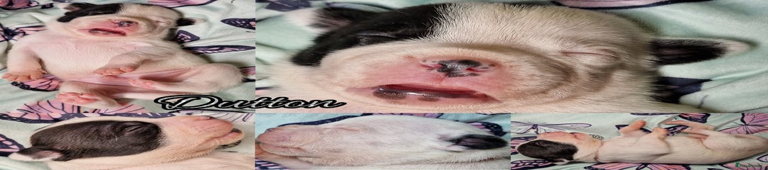 Dutton