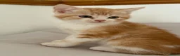 Scottish Fold cats for sale: Scottish fold and Scottish straight  - Advert 2