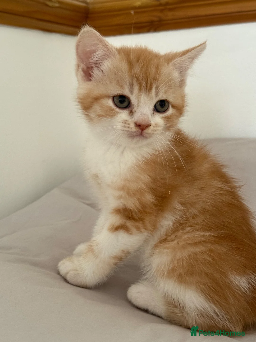 Scottish Fold cats for sale: Scottish fold and Scottish straight  - Advert 2