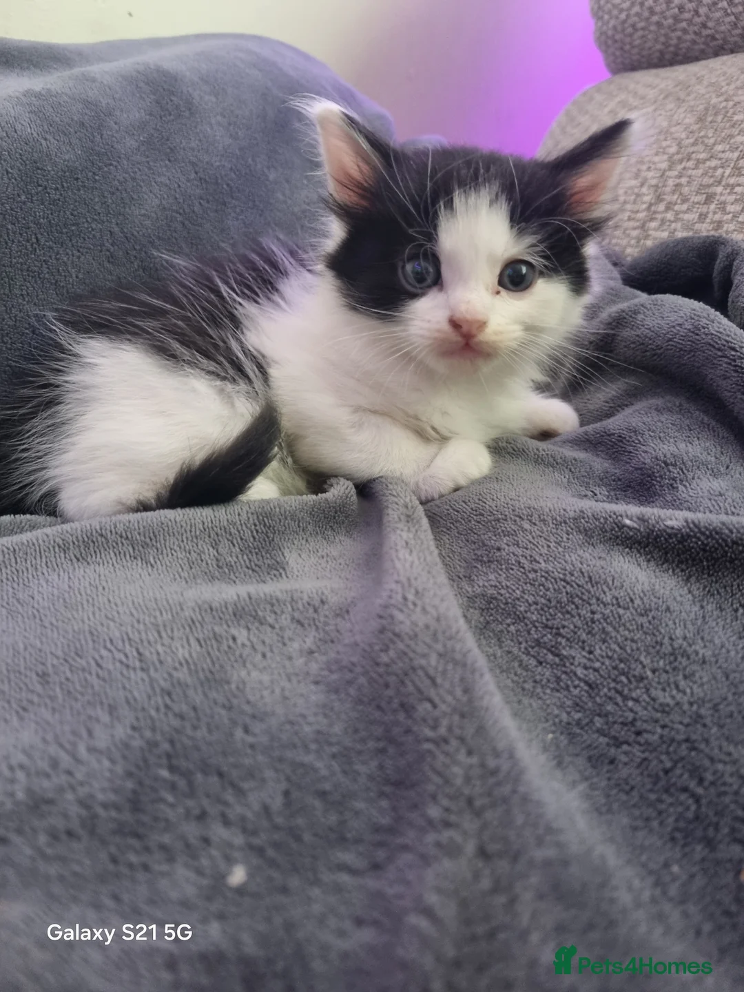 Mixed Breed cats for sale: long-haired kittens looking for a loving home - Advert 5