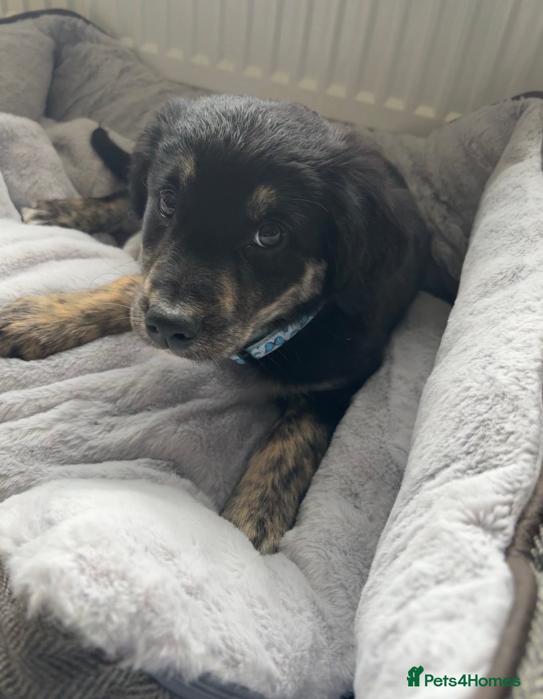 Mixed Breed dogs for sale: Maisy - Image 6