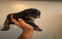 Cavapoo dogs for sale: Miniature cavapoos  - Image 10