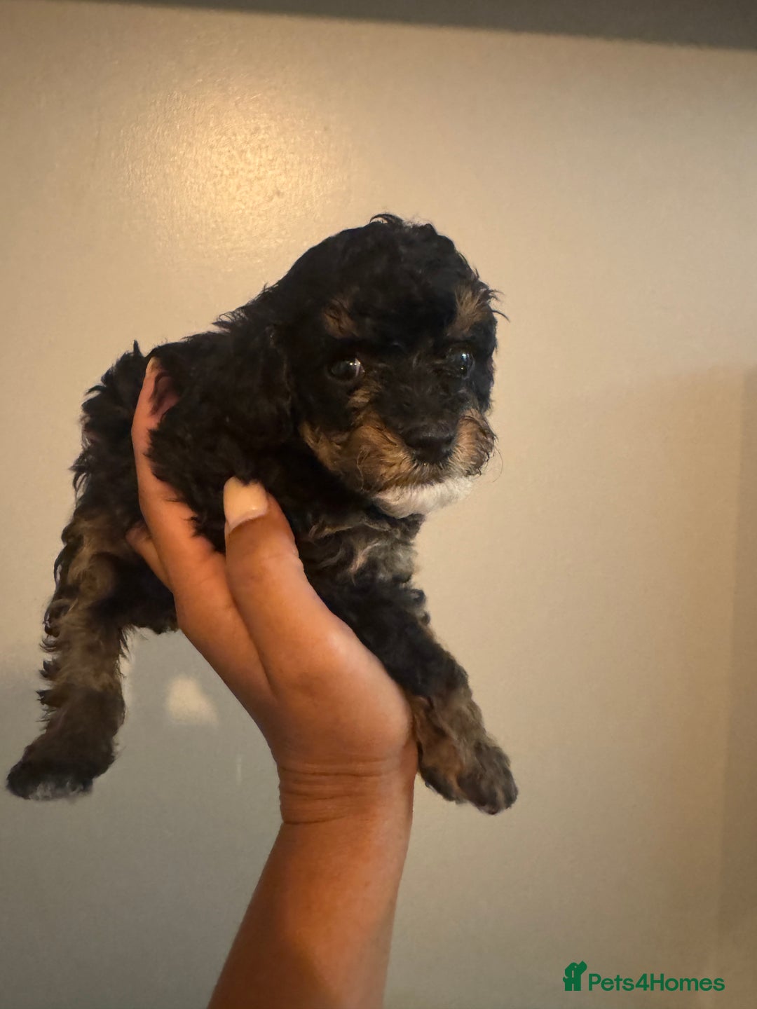 Cavapoo dogs for sale: Miniature cavapoos  - Image 10