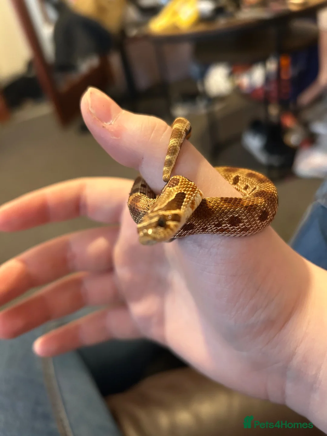 Corn Snake reptiles for sale: Western hognose with full setup and a corn snake. in Hamilton - Advert 7