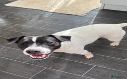 Mixed Breed dogs for sale: Eddie  - Advert 19
