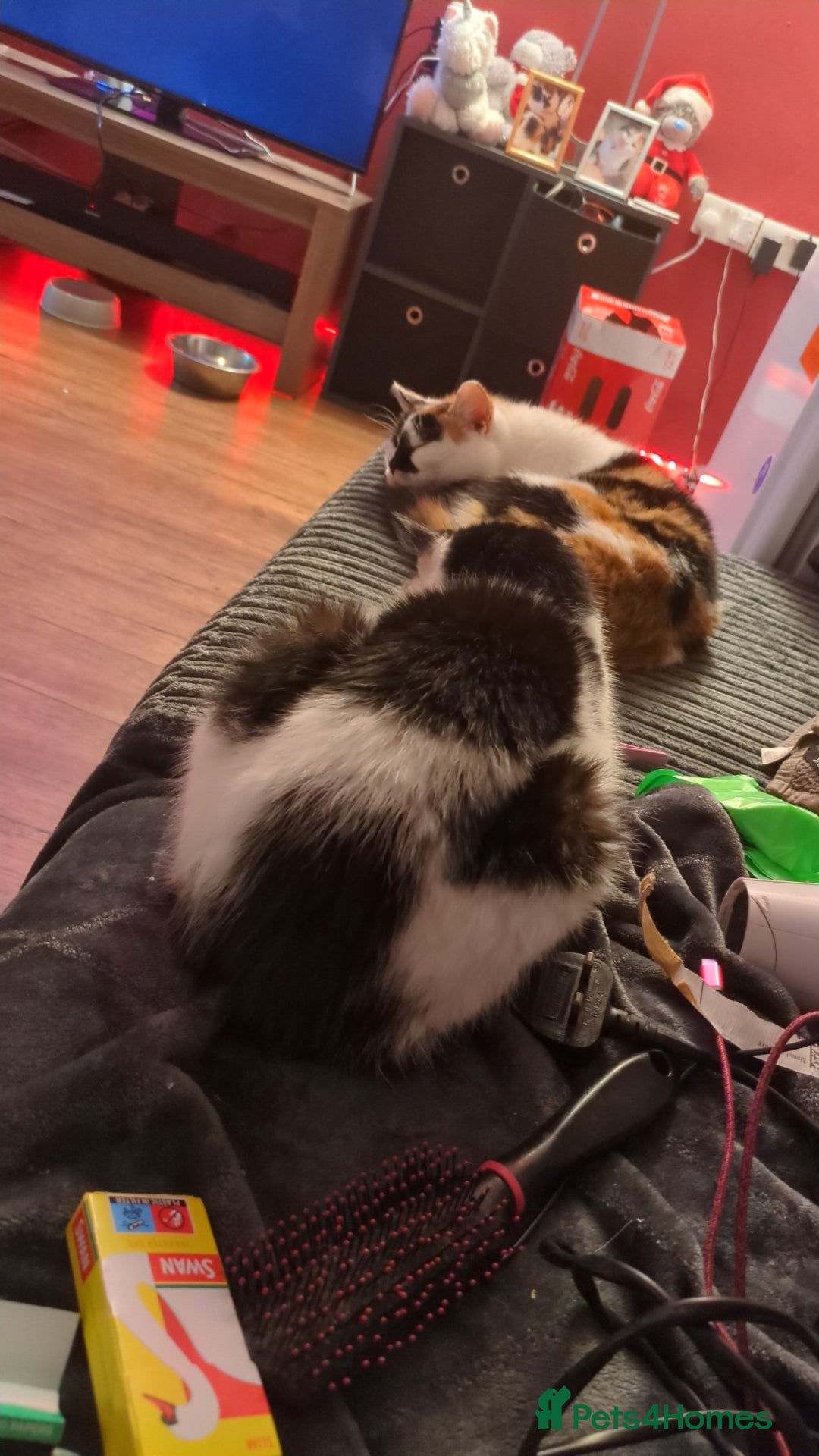 Domestic Shorthair cats for sale: Spot and milly - Image 1