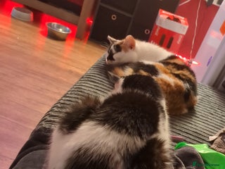 Domestic Shorthair cats - Advert 6